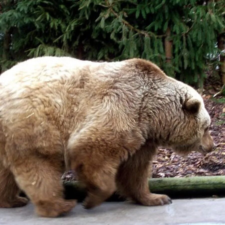 Coral bear. Медведи в Москве. Московский медведь съедобный. Коралловый медведь. Орден медведя.