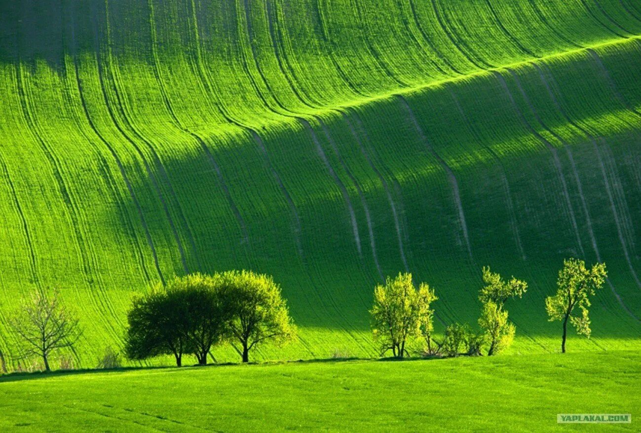 Wide green. Зелёные поля Моравии Чехия. Зеленое ЦУНАМИ Моравия. Холмистые поля Моравии. Луга Моравии, Чехия.