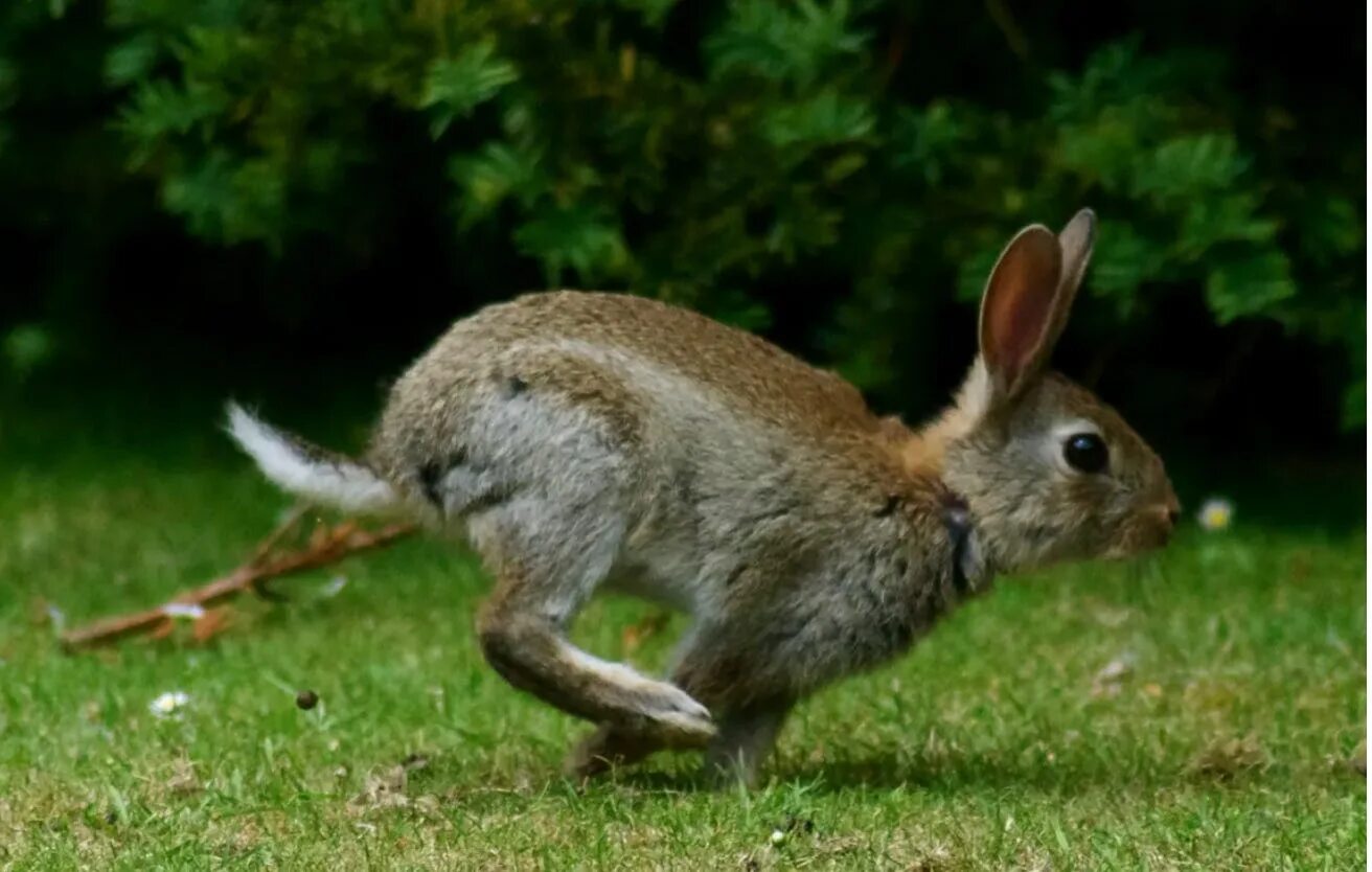 Заяц бежит. Заяц прыгает. Заяц в движении. Бег зайца.