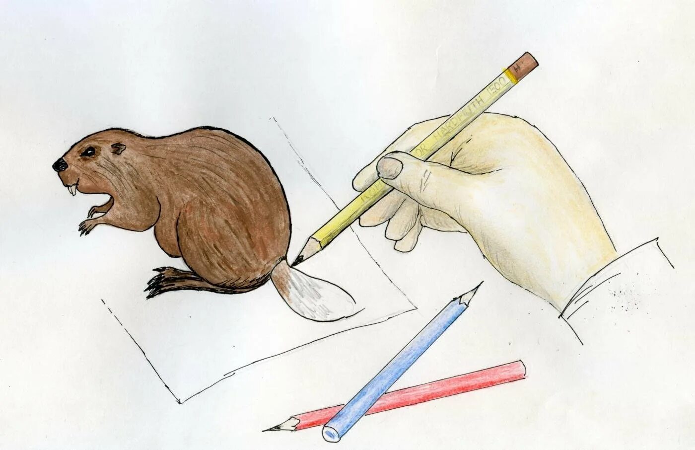 Рисунок бобра карандашом. Рисунки бобров карандашом. Рисунок бобра карандашом. Как нарисовать бобра поэтапно. Бобр карандашом.