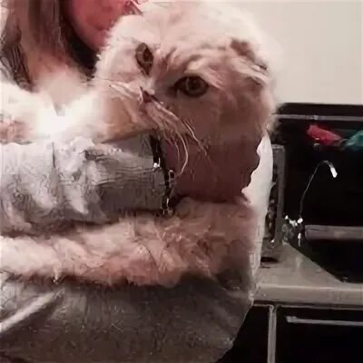 Кот 24 года