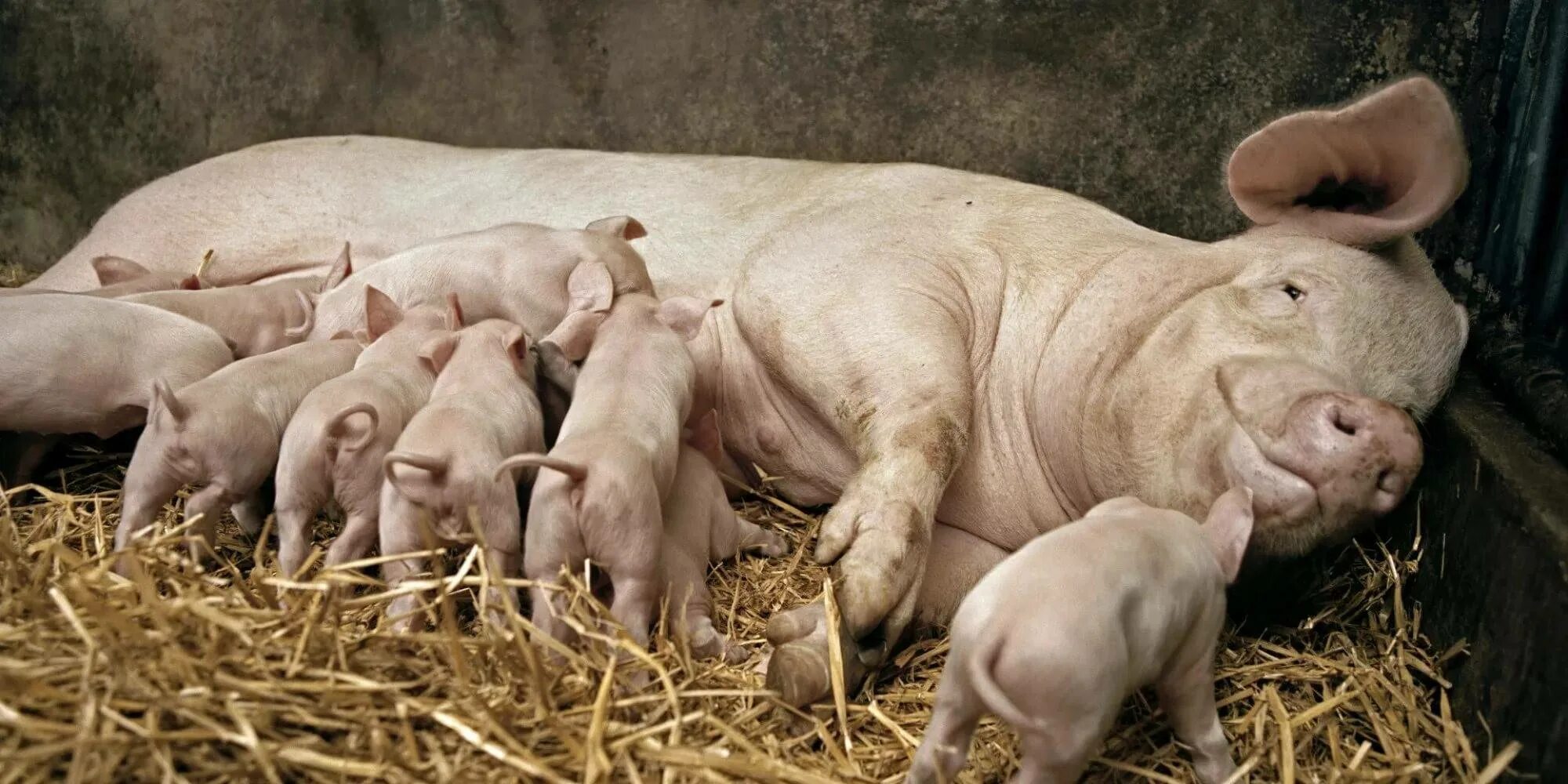 Кирпич фильм большой куш. Кирпич из фильма большой куш. Откорм свиней. Алан форд большой куш. Кирпич из фильма большой куш.