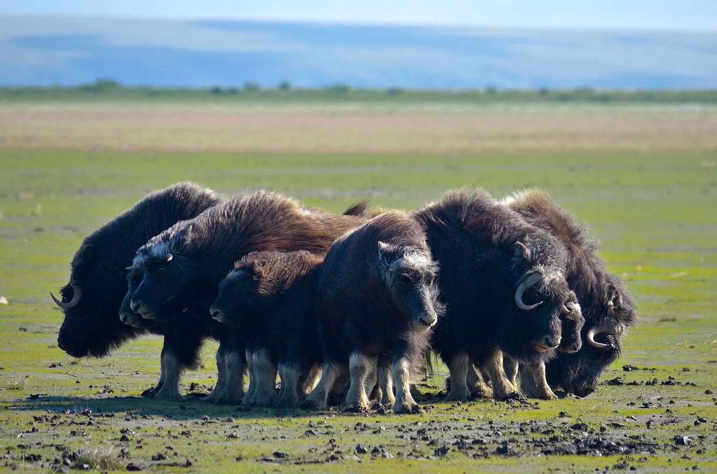 овцебык популяция