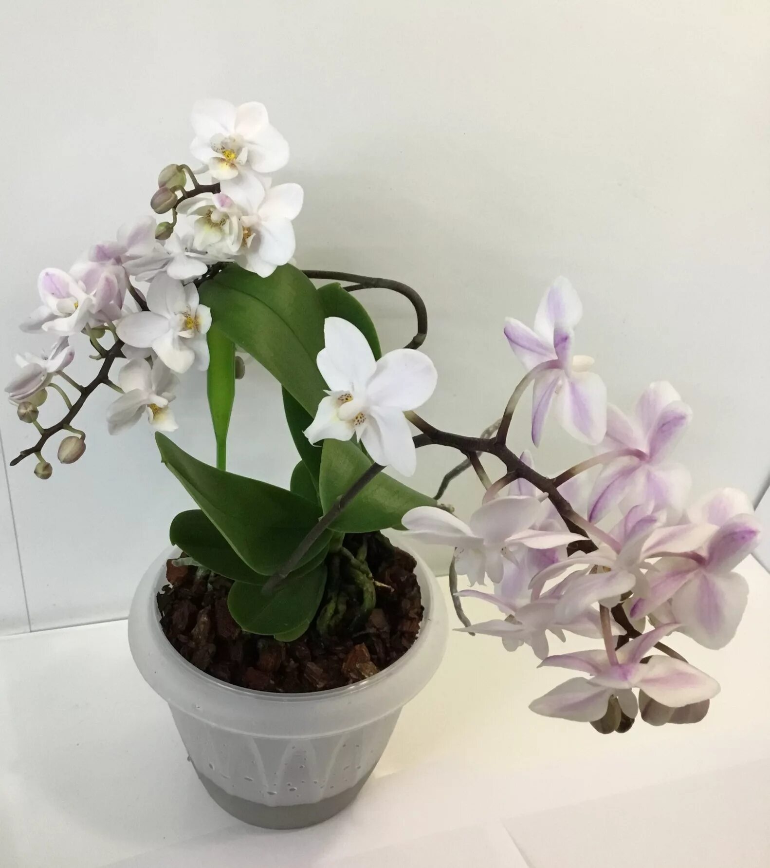 Орхидея мультифлора сноу клауд. Орхидея сноу клауд. Софт клауд орхидея. Орхидея мультифлора сноу клауд. Фаленопсис софт клауд.