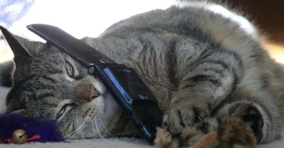 Кошка с мобильником. Кошка с телефоном. Котик с телефоном. Приколы.