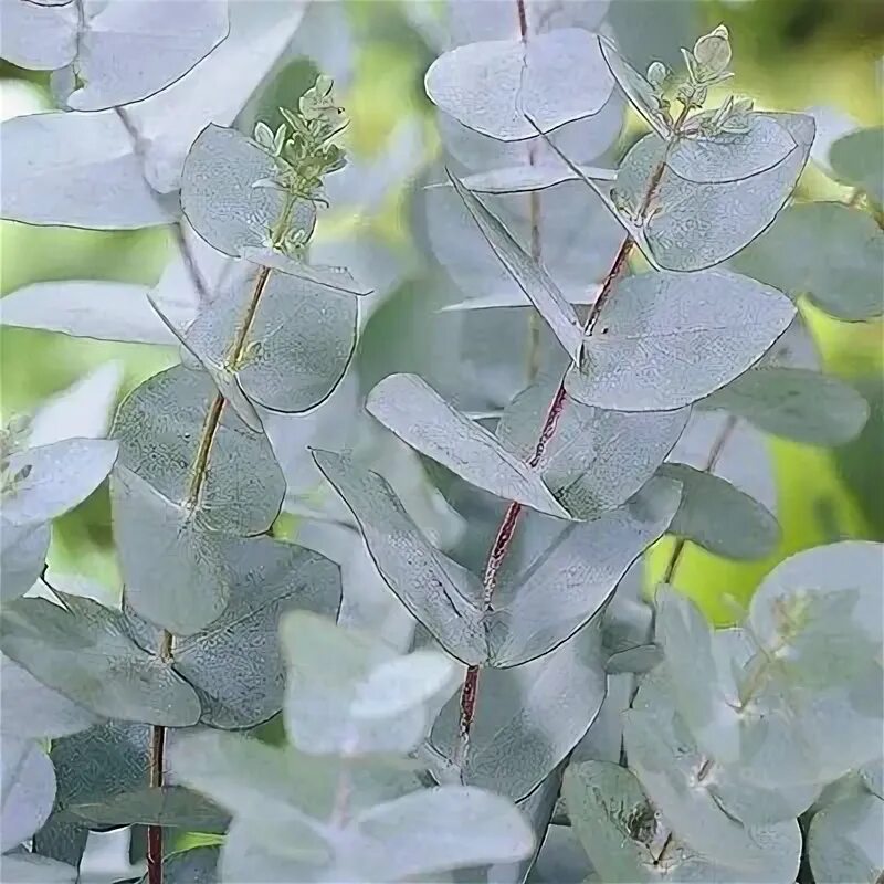 Как выглядит цветок эвкалипта Flower Gallery :: Eucalyptus :: 749_19 Unusual flowers, Flowers, Australian nati