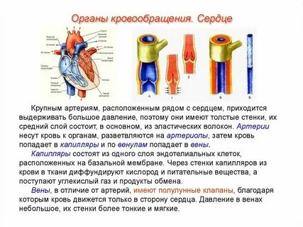 Сосуды имеющие 1 слой клеток