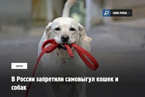 Законопроект собак