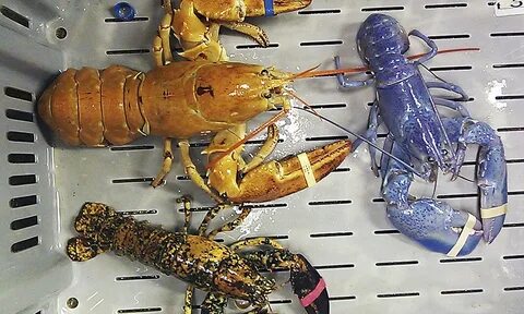 Lobster slowed