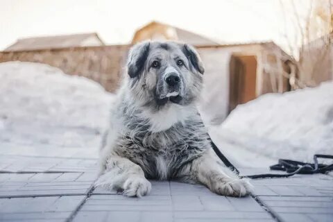 Благородный пес