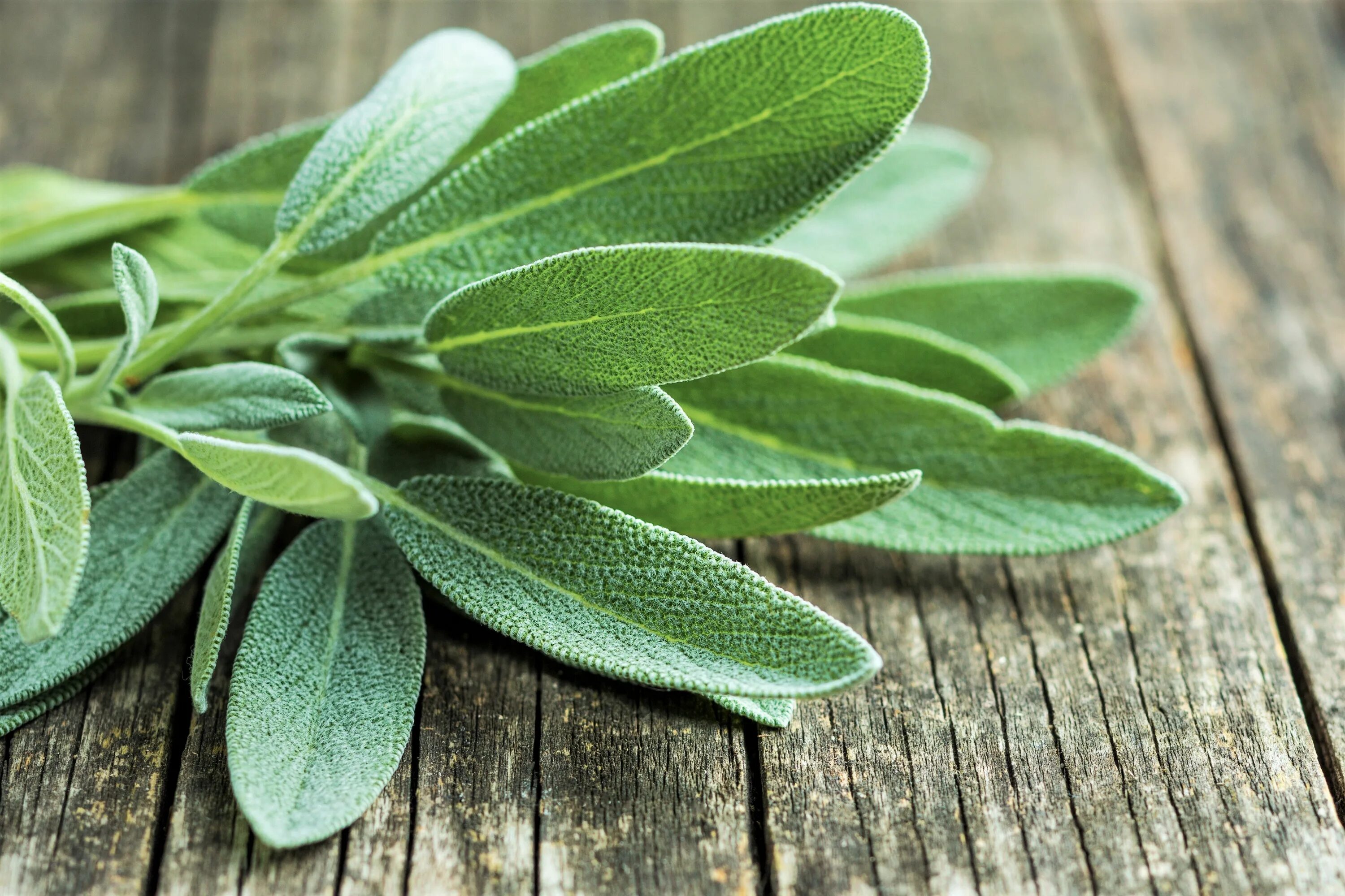 Лекарственный лист. Salvia officinalis. шалфей лекарственный. листья шалфея. шалфей лекарственный картинки.