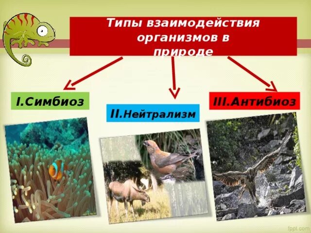 взаимоотношения между организмами тест