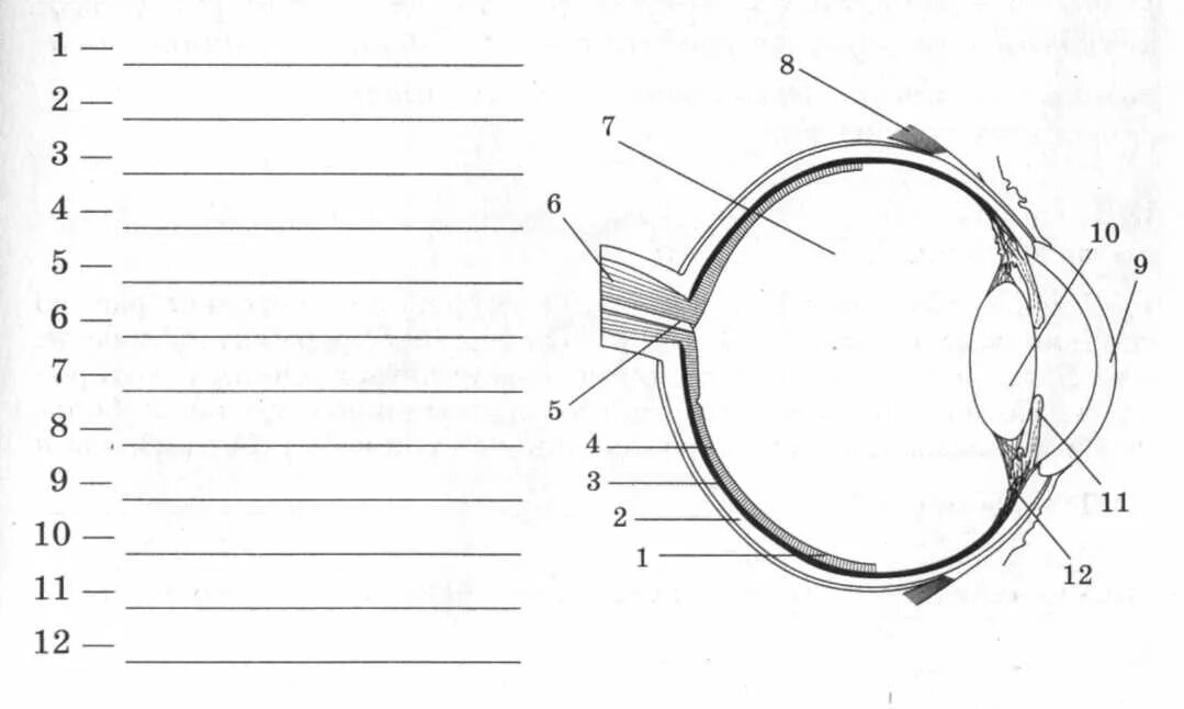 Тест по биологии 8 класс глаз. Схема глазного яблока 8 класс биология. Глазной анализатор строение рисунок. Строение глаза анатомия ЕГЭ. Глаз строение глаза проверочная.