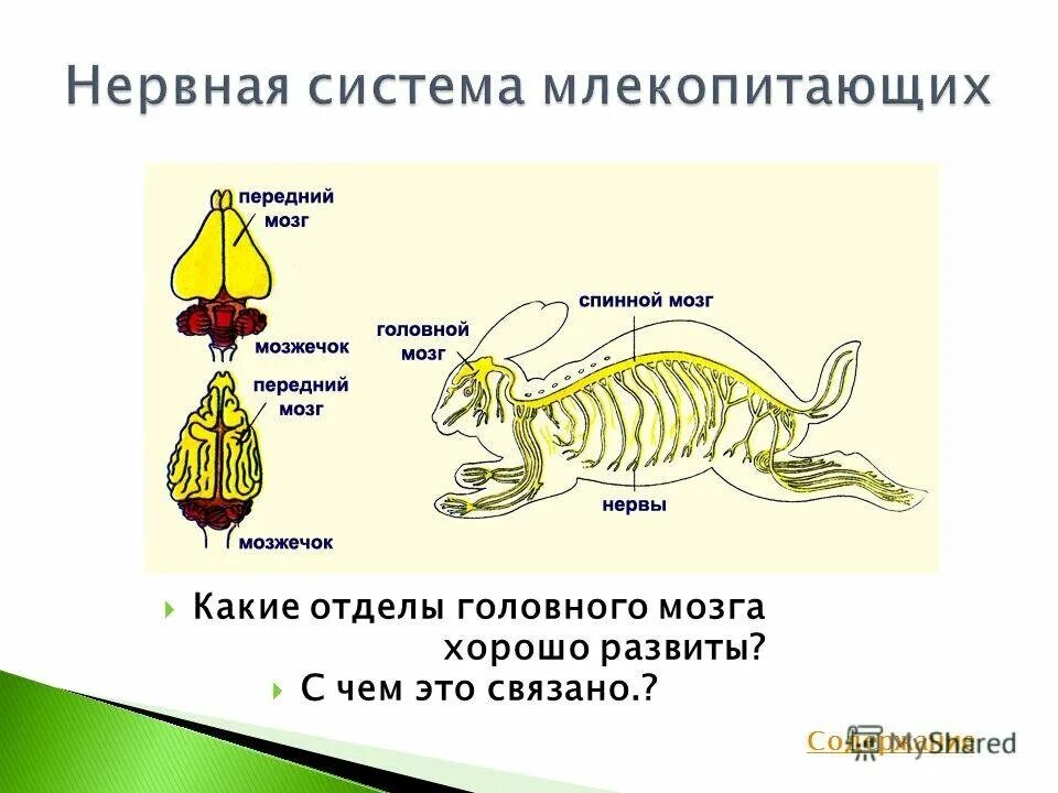 Структура мозга млекопитающих. Нервная система млекопитающих 7 класс биология. Нервная система млекопитающих схема. Нервная система и головной мозг млекопитающего схема. Нервная система млекопитающих схема биология 7 класс.