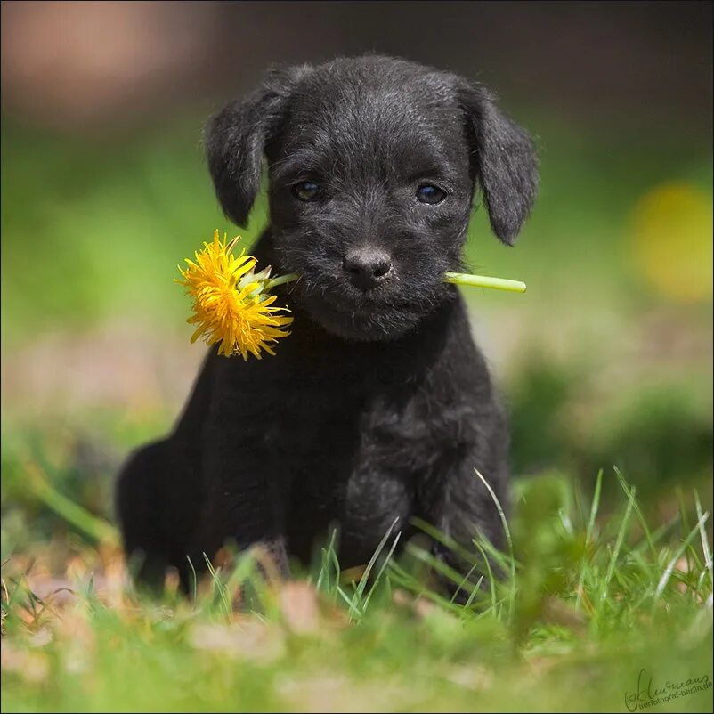 Щенок в подарок. Бездомные животные. Собачка с цветочком. Собачка с цветами. Подарю животное.