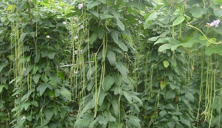 Вигна китайская. Вигна факир овощная седек. Вигна макаретти. Фасоль вигна каланча. Спаржевая фасоль вигна.