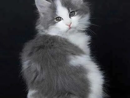 Сибирская кошка серо белая