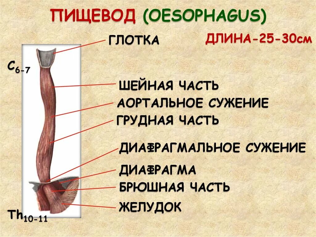 Пищевод входит в состав. Части пищевода. Пищевод анатомия. Пищевод рисунок.