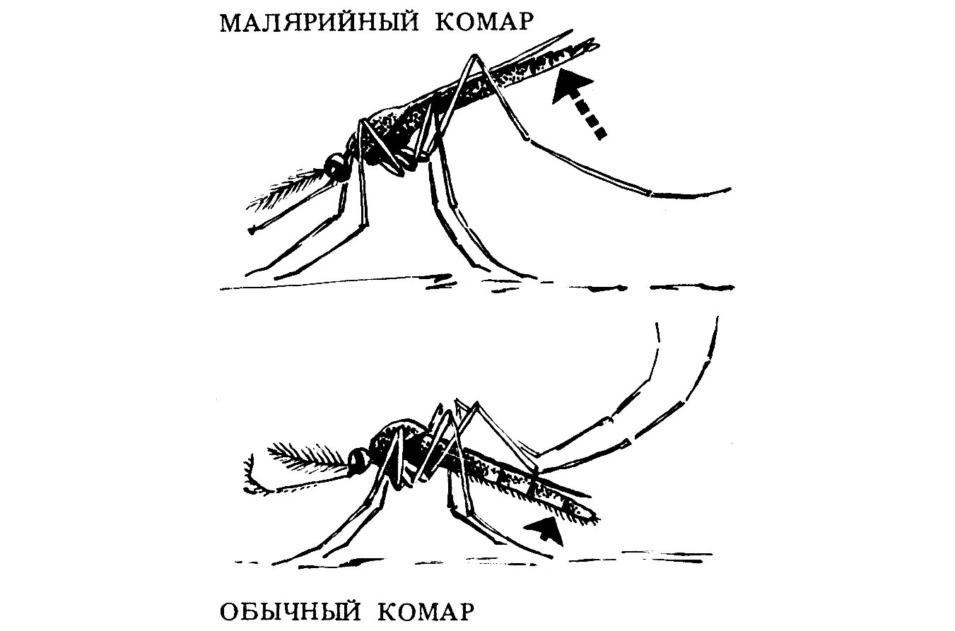 Малярийный комар. Малярийный комар анофелес. Ротовой аппарат малярийного комара. Малярийный комар самка и самец. Комар малярийный комар членистоногие двукрылые