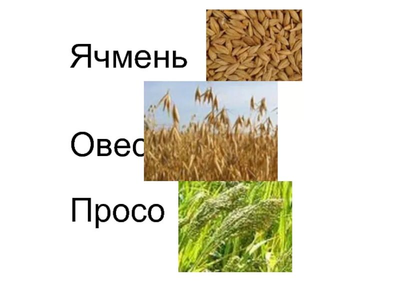 Задачи овса. Рожь ячмень просо. Пшеница рожь ячмень овес отличия. Ячмень и овес. Ячмень овес просо.