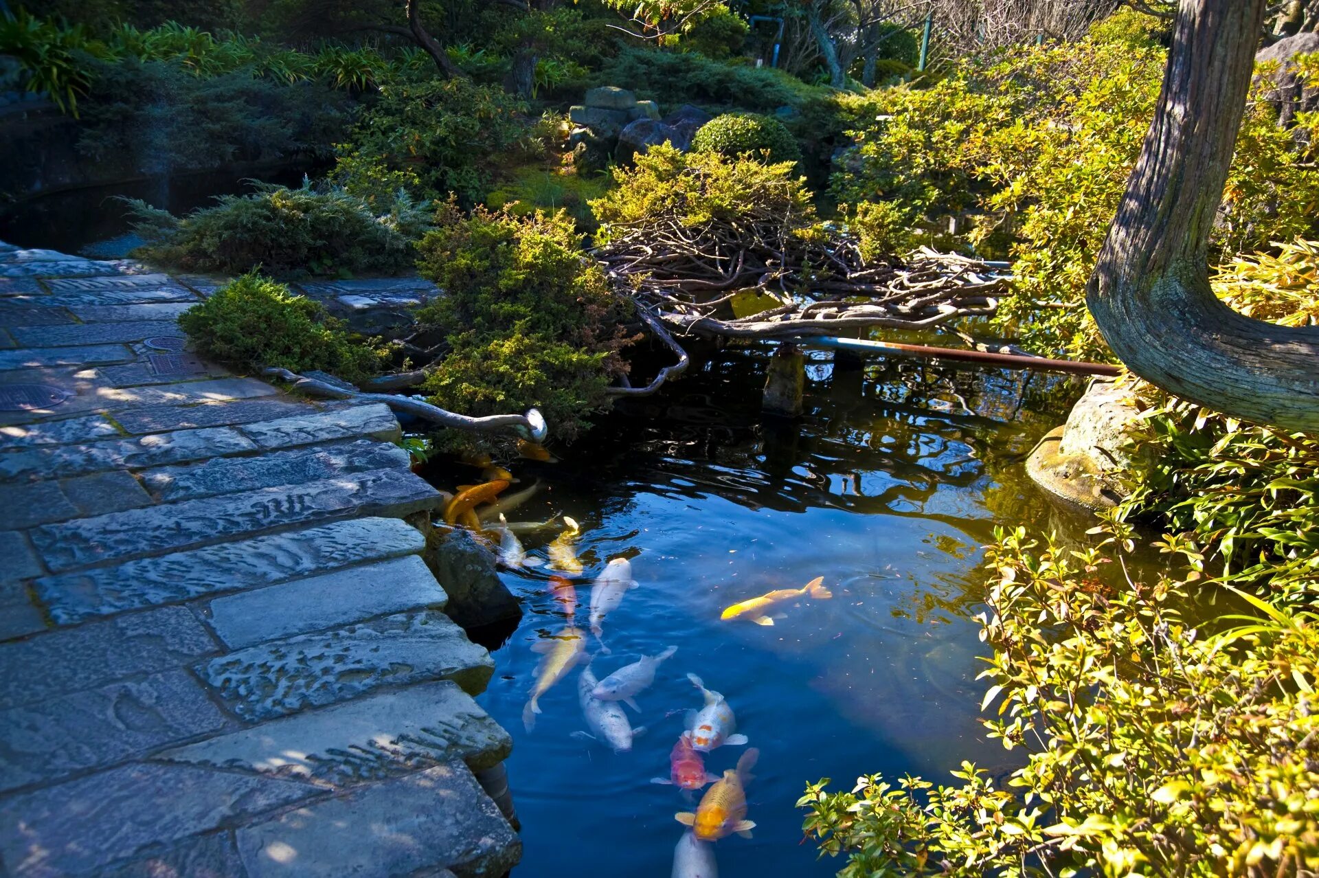 Японский пруд. Пруд в саду Япония. Япония парк Карпов коя. Пруды Гошикинума Япония. Японский сад с прудом.