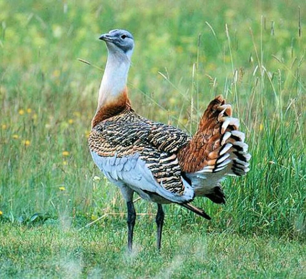 Степная дрофа дудак. Европейская дрофа. Степная дрофа в бурятии. Дрофа и стрепет. Птица степи дрофа.