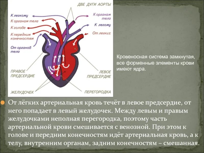 Кровь в левое предсердие попадает. Разделение артериальной и венозной крови в сердце. Кровь в левый желудочек попадает. Артериальная кровь левое предсердие.