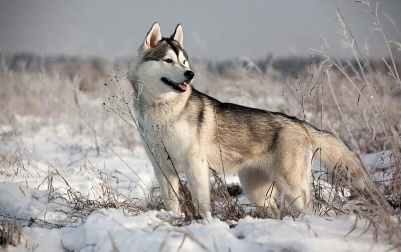 Хаски охотничья. Хаски охотничья собака. Восточно сибирская хаски. Прицеп для хаски. Хаски охотничья.