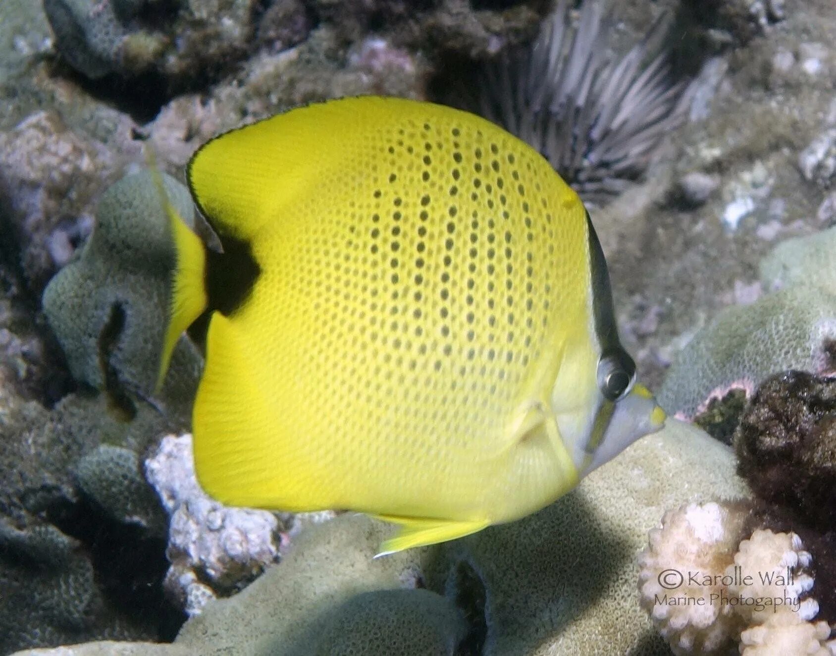 Рыба баттерфляй. Chaetodon auriga. спинорог пикассо. рыба бабочка аурига. королевский спинорог желтый.
