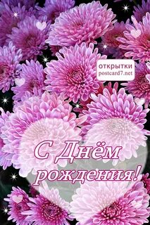 С днем рождения с цветами хризантемы