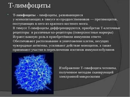 Роль т системы
