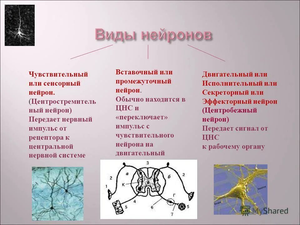 Чувствительный вставочный и двигательный Нейроны. Вставочный Нейрон. Вставочные промежуточные Нейроны. Вставочный Нейрон строение.