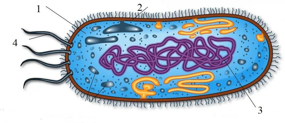 Строение клетки бактерии рисунок. Строение бактериальной клетки 11 класс. Строение бактериальной клетки 6 класс биология. Строение клетки бактерии Пасечник. Бактериальная клетка строение Пасечник.