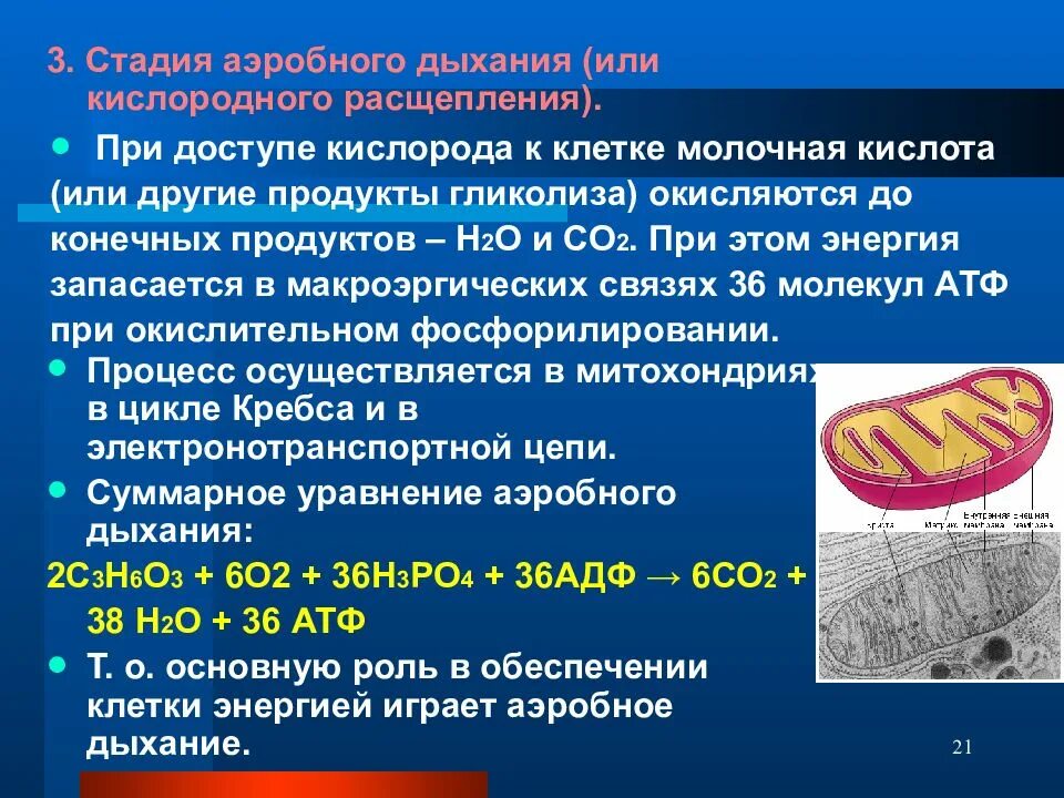 Увеличение атф. Роль АТФ В организме. Энергия АТФ. Роль АТФ В жизнедеятельности клеток.