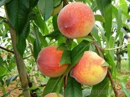 Источник персика