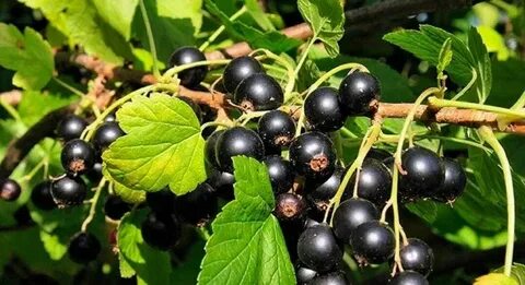 Можно ли смородину при сахарном диабете