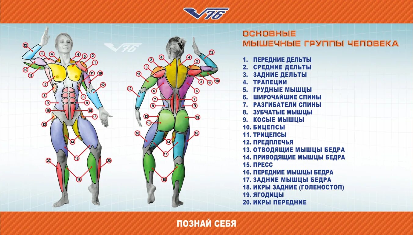 Мышцы схема. Основные группы мышц тела. Название мышц для тренировок. Схема мышц человека и упражнения. Главная мышца тела