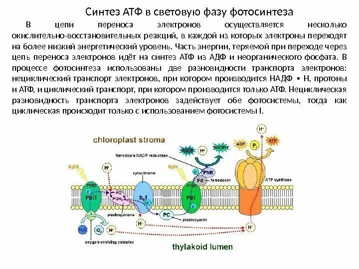 Первично активный транспорт механизм. Пассивный и активный транспорт веществ через мембранные структуры. Перемещение молекул. Облегченная диффузия унипорт симпорт антипорт. Строение электрона кварки.
