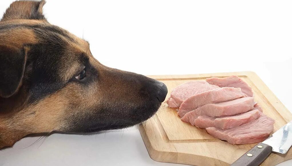 Собакам можно сырую картошку. Колбаса для собак. Кормление собак.