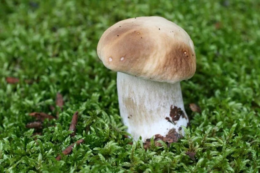 Известные грибы. Самые известные грибы. Грибочек. Челыш гриб. Грибочки 1