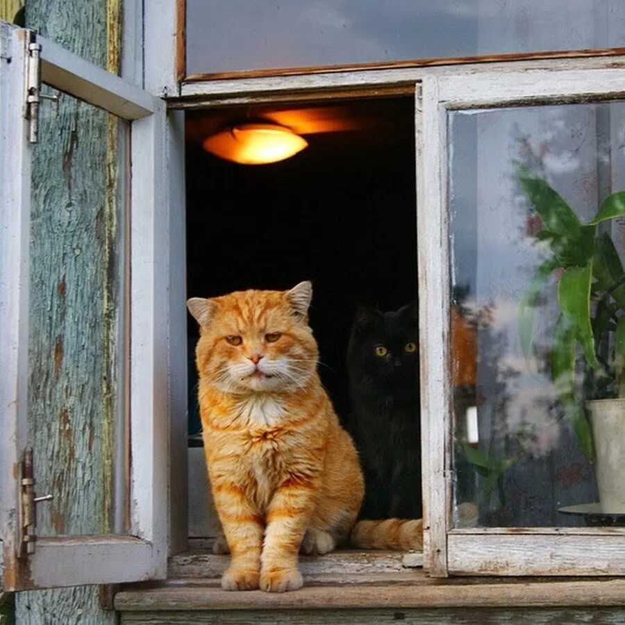 Кот васька сидит около забора. Деревенский кот. кошки на окошке. котик у окна. кот в деревенском окне.