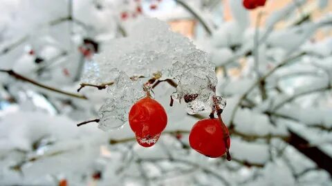 Заставка первый снег