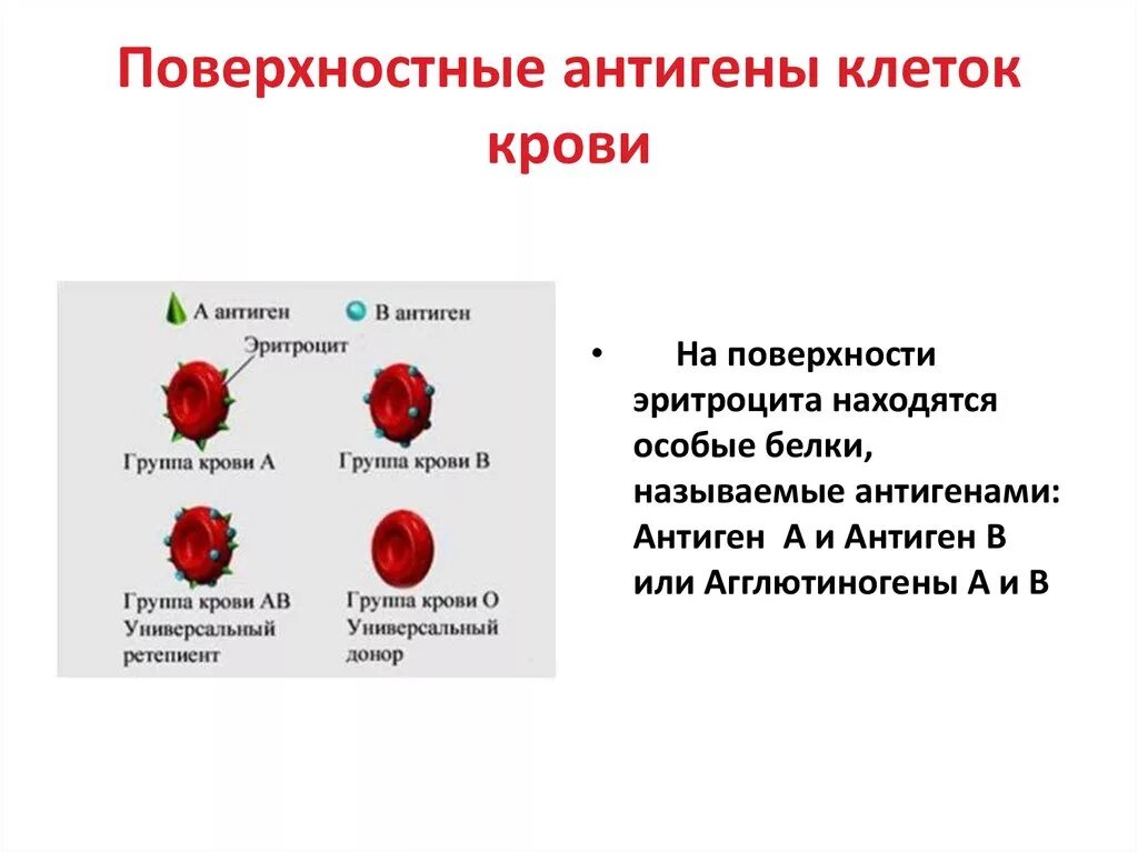 Тканевые антигены. Тканевая совместимость и переливание крови. Антигены крови. Антигены на поверхности эритроцитов. Белки на поверхности эритроцитов.