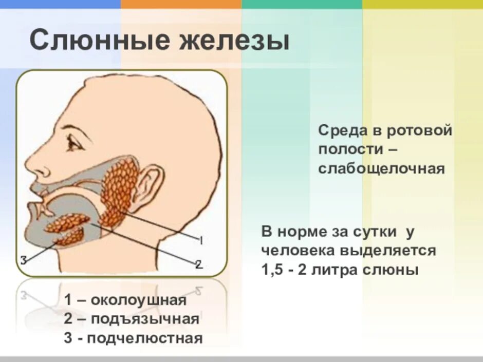 Околоушная слюнная железа 3д. Строение слюнных желез биология 8 класс. Слюнные железы биология 8 класс. Слюнные железы ротовой полости.