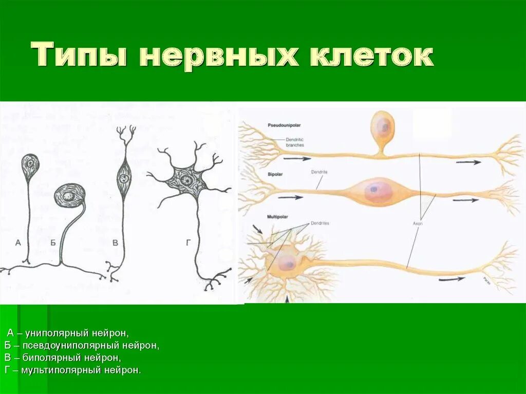Вспомогательные нервные клетки. Типы нейронов псевдоуниполярный. Униполярные биполярные и мультиполярные Нейроны. Нервная клетка. Типы нервных клеток.