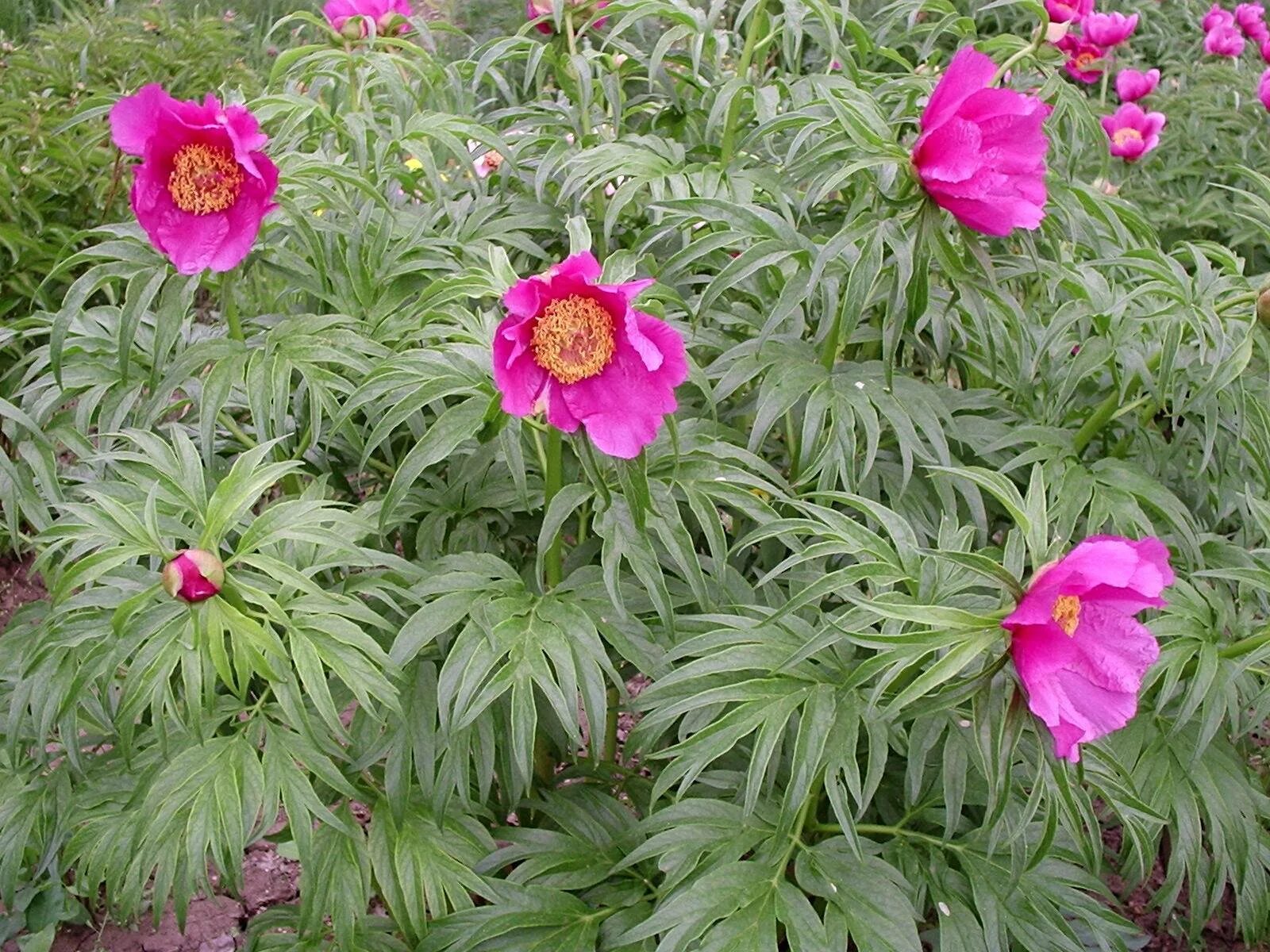 Марьин корень фото и описание. Пион уклоняющийся (Paeonia anomala). Пион Марьин корень. Растение пион уклоняющийся (Марьин корень). Марья коревна Марьин корень.