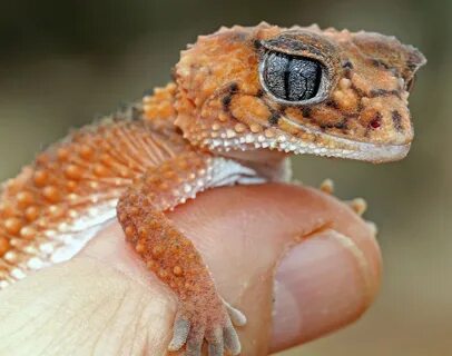 Gecko browsers