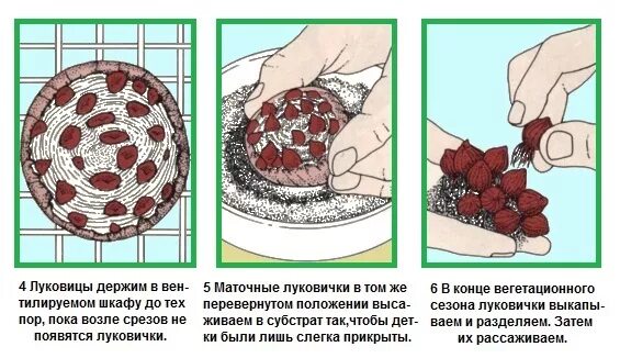 Как размножить гиацинт. Надрезание донца луковиц гиацинтов. гиацинт размножение. гиацинт размножение луковицами. размножение гиацинтов вырезанием донца.