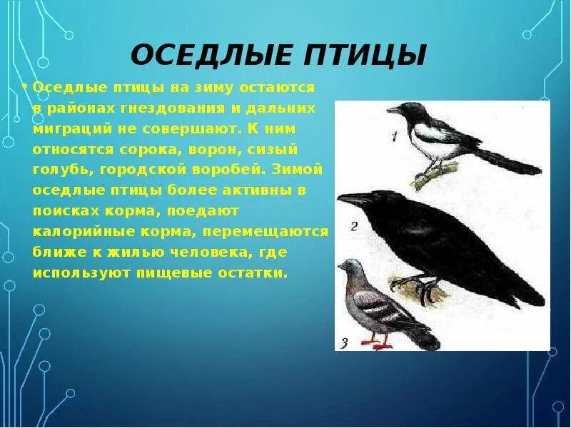 Оседлые птицы. К оседлым птицам относятся. Перелетные птицы и оседлые птицы. Мигрирующие и оседлые птицы.