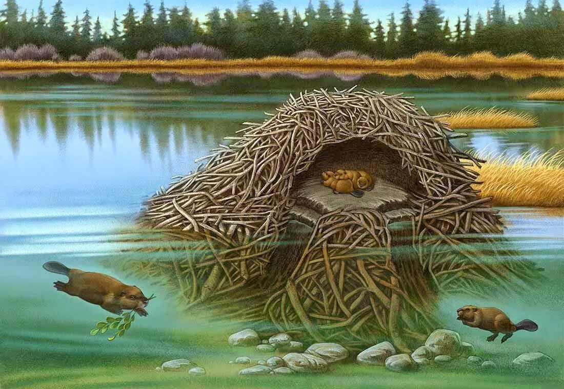 Beaver Lodge Cutaway Educational Publisher